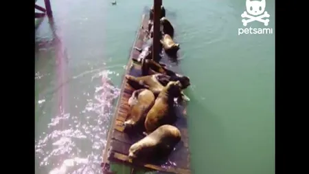 Ce se întâmplă când prea mulţi lei de mare fac plajă pe un ponton prea mic VIDEO