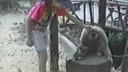 Super simpatică! O maimuţă cere insistent să fie scărpinată VIDEO
