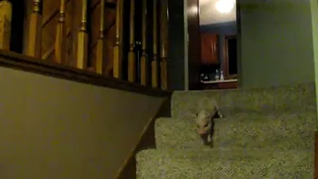 Cum se învaţă un porcuşor să coboare scările VIDEO
