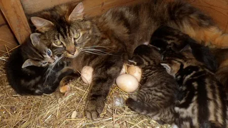 O pisică, pe post de cloşcă surogat FOTO INCREDIBIL