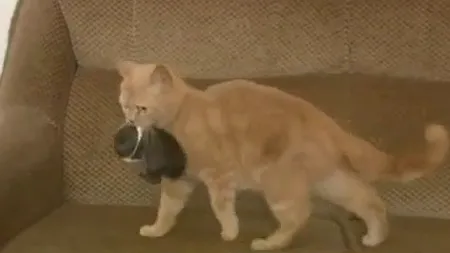 Lecţie despre acceptare. O pisică a adoptat un iepuraş VIDEO