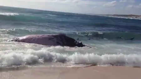 Imagini de COŞMAR! Zeci de rechini DEVOREAZĂ o balenă la câţiva metri de plajă VIDEO