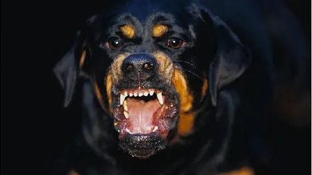 Fetiţă de 11 ani, DESFIGURATĂ de un Rottweiler FOTO