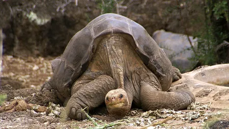 Singuraticul George, ultima ţestoasă din specia sa, a murit din cauze naturale