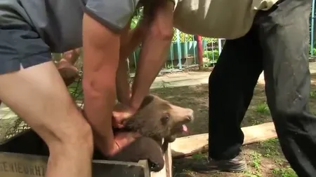 Un pui de urs, răpit cu brutalitate de la mama lui, dintr-o grădină zoologică VIDEO