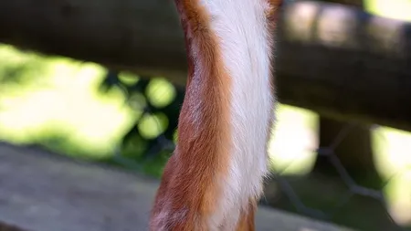 O veveriţă se roagă să cadă nuci din cer GALERIE FOTO