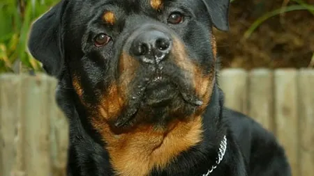 Un bărbat din Agigea a fost sfâşiat de un rottweiler în curtea unui vecin