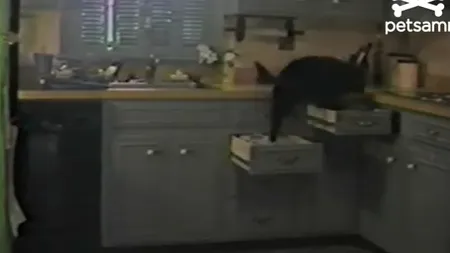 Câinele agent-secret: Cum se furişează un patruped în bucătărie VIDEO