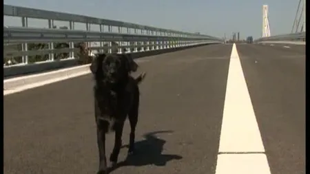Autostrada Bucureşti-Ploieşti, deshisă doar pentru câini VIDEO