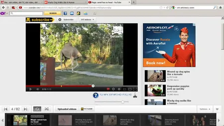 Amuzament la Zoo. O cămilă magician merge fără cap VIDEO
