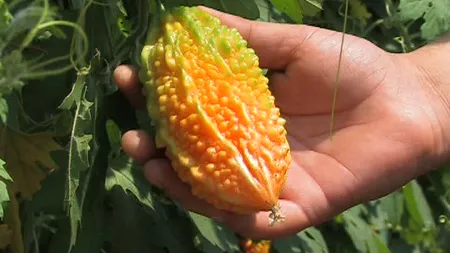 Horticultorii din Buzău au reuşit să aclimatizeze în ţară legume exotice VIDEO