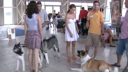 Concurs european de frumuseţe canină, la Constanţa VIDEO