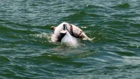 EMOŢIONANT Ritual al delfinilor: Cum îşi plânge un delfin puiul VIDEO