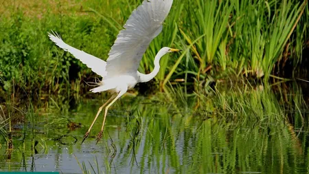 Conferinţa internaţională privind zonele umede, COP11 Ramsar, începe vineri, la Bucureşti