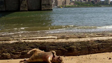 New York: Monstru misterios găsit sub Podul Brooklyn