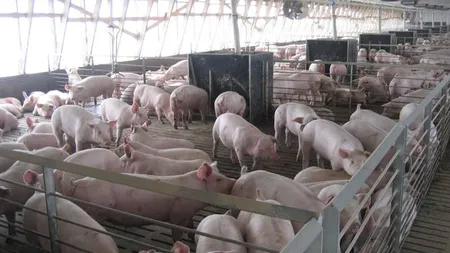 O fermă din Suceava creşte porcii doar pe muzică clasică