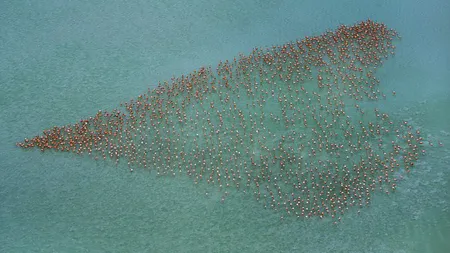 Dragostea zboară: Imagini fascinante, cu un stol de păsări flamingo VIDEO