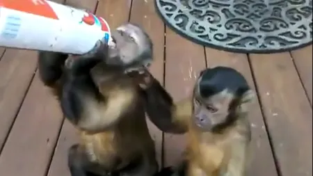 Maimuţelor le place frişca VIDEO