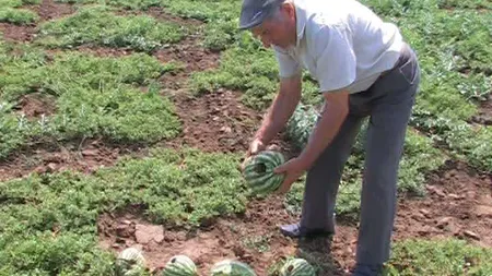 Ciorile fac ravagii în culturile de pepeni din cauza secetei VIDEO