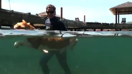 Credeaţi că pisicilor nu le place apa? O felină adoră să înoate în ocean VIDEO