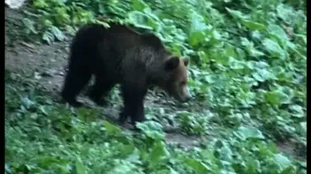 O ursoaică de 4 ani, capturată la Băile Tuşnad VIDEO