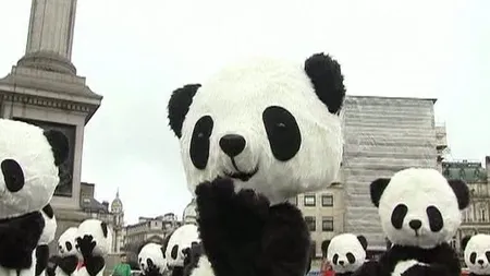 Urşii panda invadează Londra VIDEO