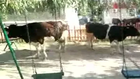 Imagini inedite surprinse în Târgu Jiu. Mai multe vaci au ieşit la plimbare prin oraş VIDEO
