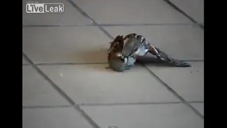 EMOŢIONANT. O vrabie încearcă să-şi resusciteze prietena VIDEO