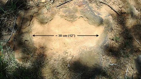 Descoperire inedită la NASA: Urmele unui dinozaur, găsite chiar în curtea agenţiei spaţiale FOTO