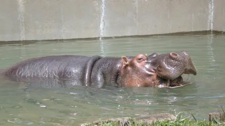 Cel mai bătrân hipopotam din lume a murit joi