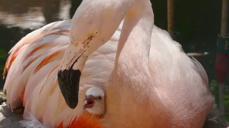 Păsărilor flamingo roz le creşte cheful de împerechere când aud vocea lui Barry White