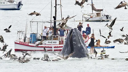 O vizită-surpriză: Apariţia neaşteptată a balenelor într-un golf liniştit din California FOTO