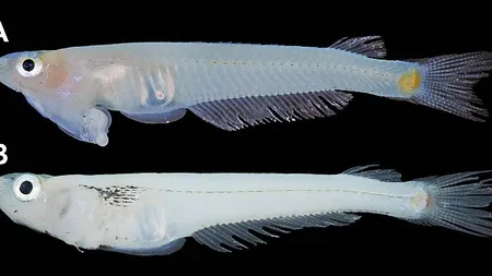Un peşte, al cărui penis este situat la nivelul gâtului, a fost descoperit în Vietnam FOTO