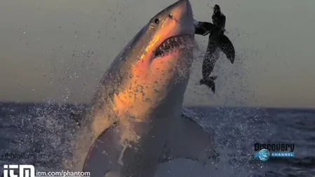 ULUITOR! Uite cum arată atacul unui rechin alb în slow motion VIDEO