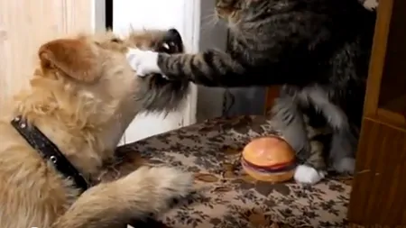 Un cheeseburger încinge spiritele între un câine şi o pisică VIDEO