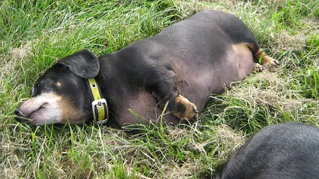 Câini supraponderali, aproape ucişi de bunătatea stăpânului care le dădea prea multă mâncare FOTO