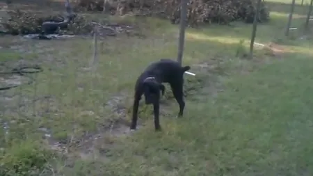 Reacţia plină de uimire a unui câine care urinează pe un gard electric VIDEO