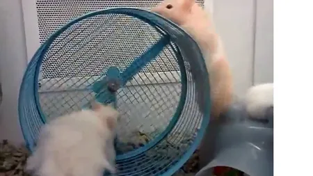 Doi hamsteri simpatici aleargă pe aceeaşi roată VIDEO