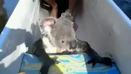 Un koala curajos: Animăluţul a înotat într-un râu pentru a se căţăra într-o barcă VIDEO