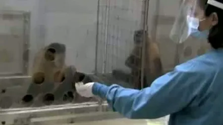 Reacţia hilară a unei maimuţe care primeşte castraveţi în loc de struguri VIDEO