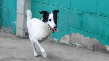 EMOŢIONANT. Câinele neglijat de stăpâni, care a pierdut două picioare, va fi adoptat FOTO