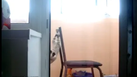 O pisică concurează la paralele la 