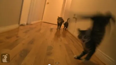 Reacţia SENZAŢIONALĂ a unei pisicuţe la un strănut VIDEO