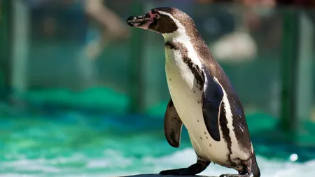 Un pinguin de la un zoo german a făcut infarct din cauza hoţilor