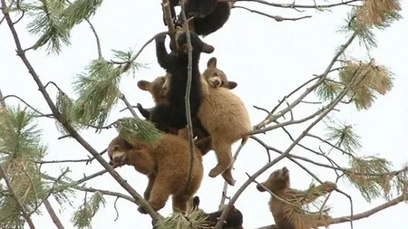 Copacul cu urşi: O mulţime de pui de urs s-au înghesuit pe un singur brad FOTO