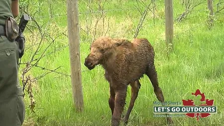 Moment emoţionant: Un pui de elan eliberat din sârma ghimpată fuge la mama lui VIDEO