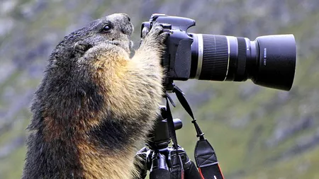 Ce s-a întâmplat când marmota s-a apucat de fotografiat FOTO