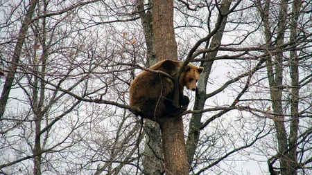 Ministrul Mediului: Nu există un număr clar în ceea ce priveşte populaţia de urşi din România