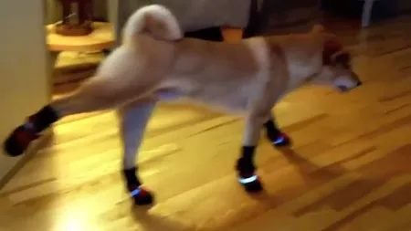 Cum reacţionează un câine când stăpânii îi pun şosete VIDEO