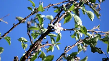 Semne de toamnă secetoasă şi iarnă lungă. Liliacul şi merii au înflorit din nou în septembrie